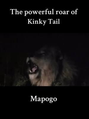 #fyp #foryou #foryoupage #trending #viral #mapogolions #mapogo #nature #lions #lionking #wildanimals #wildlife #lionfight 