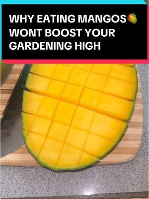 Eating a mango may not enhance your gardening experiencing, but an intensify shot definitely will #gardening #gardentok #bevswithbenefits #thehappiesthour #intensifyshot 