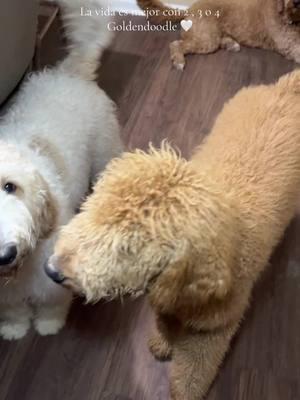 Hora de Dormir par los bebe de la casa ! #goldendoodlelife #goldendoodle #fyp #foryoupage #parati #mascotas #dogs #