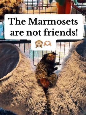 @Lox&Ollie The Marmosets are not friends! 🙈🫶🏼 Louie doesn’t love Rip! 01/13/25 #Loxandollie #fyi #fypage #foryoupage #fypシ゚viral #fyf #fyfyfyfy #fyfyfyfyfyfyfyfyfyfyfyfyfyfyfyfyfyfy #fyforyou  #monkeysoftiktok  #monkey #monkeys #babymonkey #cute #adorableanimals #cuteanimals #cuteanimalsoftiktok #babyanimals #funnyanimals #funny #petmonkey #lando #funnymonkeyvideos #monkeybaby #monkeysactslikeahuman #monkeyrealfootage #smartmonkeys #marmoset 