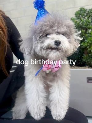 pov: your dog has a better birthday party than you 🐝 🎂 the sweetest little dog birthday party for the sweetest little pups, kaia + her bff papi!  #dogbirthday #dogparty #puppyparty #dogbirthdayparty #sosweettobeethree @JAX 