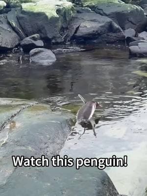 Cute penguin🐧🥰#penguin #cute #pet #funnyvideo #animals #fyp #foryourpage 