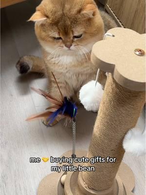 And he loves every minute of it #catsoftiktok #catmom #cutecats #scottishstraight #fluffycat #catlover #cattoys #tiktokshoppet 