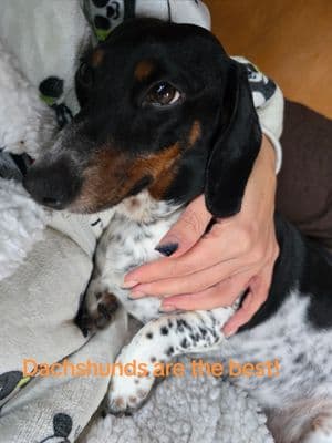 If you get a dachshund, be ready for your next needy, unconditional love, best friend forever. #dachshund #puppyfever #boylescreekside 