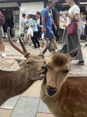 crying cause i miss japan  😭 #nara 