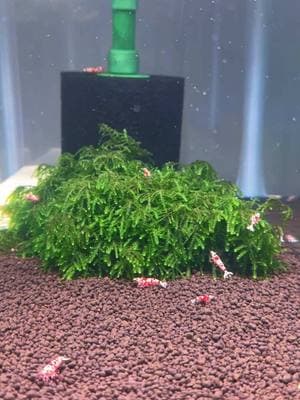 If there’s one plant in your tank let it be a Moss! #aquarium #shrimptok #shrimptank #mariosshrimptanks 