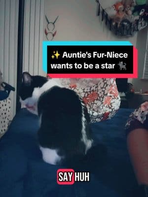 #catsoftiktok #cats #catsbelike #furbaby #auntie #adorkable #hotaunt #auntiesspoon #elderemo #eldermillenial #millennial #millennialauntie 