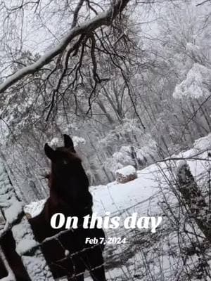 #onthisday #CapCut #fyp #fypシ゚viral #fypシ #foryoupageofficiall #tomboy #Alpha #mamaof2 #smalltown #redneckwoman #Wolfpack #michigan #michigangang #motivationalvideo 