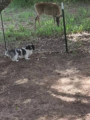 #dachshundpuppy #deer #dachshundsoftiktok #whitetaildeer #wildlife #dachshundsrule 