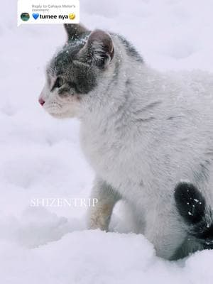 Replying to @Cahaya Melor kucing Kashmir suka main snow..#kucing #sibulus #srinagarkashmir #catsoftiktok 