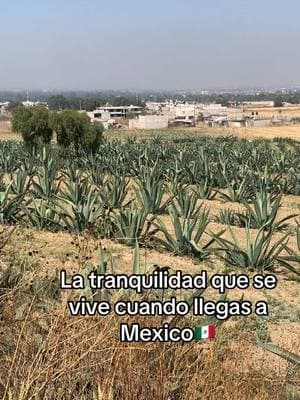 Lo mejor! 😮‍💨 #mexico #mexico🇲🇽 #gdl #guadalajara #estadodemexico #mexicanos #mexicano #latino #latinos #VicenteFernandez #mexicanmusic #sgtopantera #elpanterafit #maguey #pulque #paratiiiiiiiiiiiiiiiiiiiiiiiiiiiiiii 