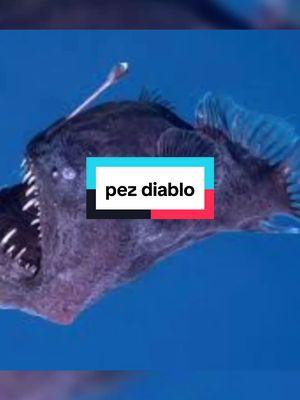 pez diablo #pezdiablo #pezdiablo👹 #rapeabismal #peces #pecesraros 