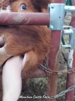 #tongue #treats #problem #cow #cookie #mountaincastlefarm #memoriesbysheri #barnyard #sunnyofmcf #hobbyfarm #homestead #mountainhomestead 