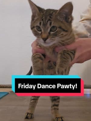 TGIF!!! #catsoftiktok #cats #sheltercats #tgif #danceparty #pawty #adoptdontshop 