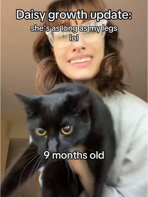 For more comparison my toddler could still pick her up at 4m. She's now longer than my 2 year old is tall #fyp #MomsofTikTok #cat #catsoftiktok #blackcat #daisymae #catmom #kittycat #kitten 