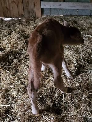 He's up, dry and trying to bounce now lol.  #calf #jerseycow #cowtok #foryoupage #fyp #tennessee #finallyhere #bullcalf 