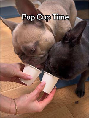 Pup cups taste a little better with @Dog is Human #pupcup #puppuccino #dogtreats #dogishuman #frenchies #frenchbulldog #dogmom #dogperson #weratedogs #dogoftheday #dogfluencer #smallcreator #mustlovedogs #dogsoftiktok #frenchiesoftiktok #frenchielover #frenchiesociety #dogtok 