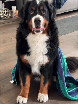 Happy Friday Friends!  Stay dry! ☔️💧🌧️ #bernerlife #bernerlove #bernersdaily #bernerpup #puppies #worldofberners #puppydog #rain #rainyday  #funnydogvideos #handsome #mirrormirror #funnydog #gorgeousdog #storytime #trending #bernesemountaindog #fyp #doglife #dogs #cutedogs #bestdogever #ilovedogs #worldofcutepets #dogoftheday #lucky #Love #mansbestfriend #dog_features #dailybarker