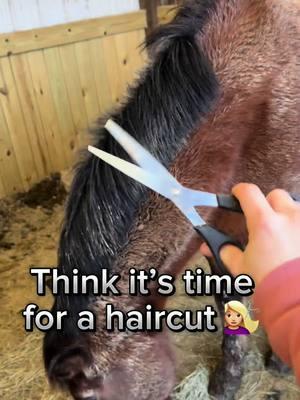 War pony’s have Mohawks right? #henflinghorsemanship #vikingfestival #clippinghorses #haircut #horses #horsehaircut #manecare #horsemane #horsehair #thingofbeauty 