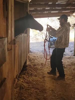 big feet and worn out shoes  #standardbredsoftiktok #appalachia #horses #barnlife 