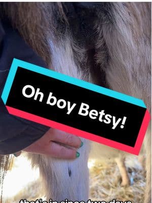 Oh boy Betsy! #minidonkey #noblankhank #farmlife #foalwatch #donkeys 