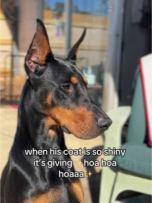 every time I see this meme I still read it as H.O.A H.O.A H.O.A in my head like what does the Home Owners Association have to do with this 😭 #twilight #hoahoa #hoahoaseason #shinydog #dog #dogsoftiktok #doberman #dogsoftiktokviral #dobermanpuppy #dobermanpinscher #dpca #dc #dogcommunity #dogowners #vampire #massfollowing #teamwork #dobermans_of_tiktok #dobermansoftiktok #dobermanpinschers #puppy #puppiesoftiktok #DogTraining #dogtrainer #creatorsearchinsights #massfollowing🔥🔥 #shinycoat #dogcoathealth 