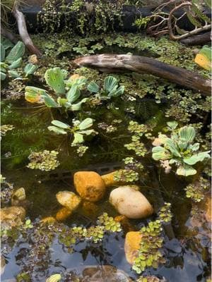 Pond maintenance & yap 🐟🌿 #pond #minipond #guppypond #guppies #platy #guppy #betta #bettafish #bettatok #aquarium #fishtok #fishlover #plantedpond #plantedtank #PlantTok 