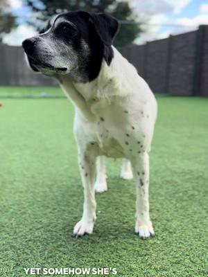 Spotty Mae is 13 years old—thirteen years of love and loyalty, yet she’s still waiting. She was found as a stray in Alabama, alone and without a family, but Big Dog Ranch Rescue gave her a second chance. Spotty Mae deserves more. She deserves a family to call her own. Senior dogs like Spotty Mae make amazing companions—they’re often already trained, have lower energy, and are just happy to relax and be by your side. When you adopt a senior dog, you’re giving them the love and security they’ve been waiting their whole life for. And when you adopt from Big Dog Ranch Rescue, you’re not just saving one life—you’re making room for more dogs in need, just like Spotty Mae once was. Please, don’t let her wait any longer. Apply at www.bdrr.org/adopt ✏️ 💙Donate: www.BDRR.org/miracle-fund 🐶Lifesaving Member: www.BDRR.org/lifesaver 🐾 Adopt: www.BDRR.org/adopt 💲Venmo: @bigdogranchrescue 💰CashApp: @bigdogranchrescue 💵Zelle: finance@bdrr.org #bdrr #bigdogranchrescue #dogrescue #rescuedog #AdoptDontShop #adoptadog #foreverhome #MiracleDog #DogRescue #LifeSavingCare #SupportRescue #MiracleFund #DogRecovery #DogsOfInstagram #RescueDogsRock #BddrMiracleFund #HelpDogs #EveryDogDeservesAChance #MiracleInTheMaking