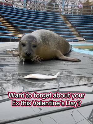 Was your ex fishy to you? Say less. For a $2 donation we will name a fish after your ex (or even your bestie’s ex who definitely deserves it) and feed them to one of our flippered friends! Join us on TikTok Live on Valentine’s Day at 1:30pm ET and you’ll have the chance to see our animals make those fishy folks disappear. #oceanconnections #nonreleasable #marinemammals #sealtok #fishfeeding #ValentinesDay #valentines #giftideas #sealions #animalsoftiktok 