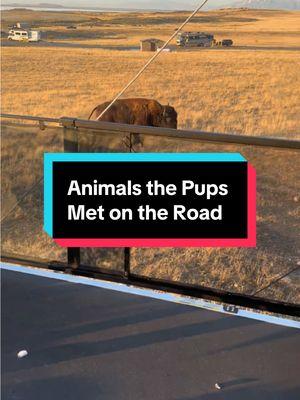 New Animals the Pups Have Met on the Road #rvdog #traveldog #dog #germanshepherd #travelingdog #rv #travel #rvlife 