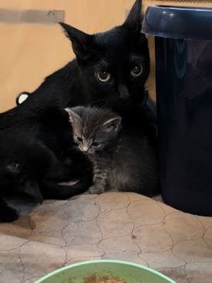 My new, terrified mama and her babies. I hate that she’s so scared and that she’s been hurt. I’ve worked with dozens of scared mamas before and I can’t wait to help her trust again!!!🩷🩷🩷 Her crazy baby though….😅🤦‍♀️ I am a small, family run rescue. We've saved over 650 kitties in the last almost 6 years. My life is dedicated to make theirs better! Your likes and shares are so appreciated as it helps us keep saving more! Thank you!🥰 Follow along on INSTAGRAM for more daily cuteness at fosterkittenmama. #f#fosterkittenmama#a#adventuresinkittenfosteringk#kittensofinstagram#f#fosterkittens#k#kittyt#tabbiesc#cats#i#ilovecats#c#catsofinstat#tabby#c#catt#tabbiesoftheworldt#tabbycat#t#tabbycatsf#fostercatsoftiktokt#tabbykittenf#fostercatsi#ilovecatsc#castlerockt#tabbykittens#k#kittiesk#kittiesofinstagramt#tabbiesoftiktokf#fostercat#a#adopta#adoptiona#animalsc#catsoftiktokc#catloveri#ilovekittensf#fostert#tiktokcatt#tiktokcatst#tiktokkittenst#tiktokkittenk#kittensoftiktokc#cattokf#fosteringcatsf#fosteringkittensk#kittenoster #k#kittenfostermomc#catrescuek#kittenrescuer#rescuingcatsr#rescuingkittenscaredcat #blackcat #blackcats