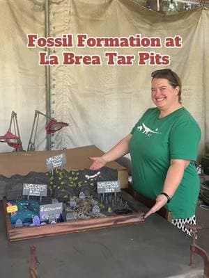 🦴 Ever wonder how the Ice Age has been preserved in the heart L.A.?  Senior Preparator Laura Tewksbury shares how #TarPits fossil discoveries came to be! #fossils #losangeles #museum #labreatarpits 