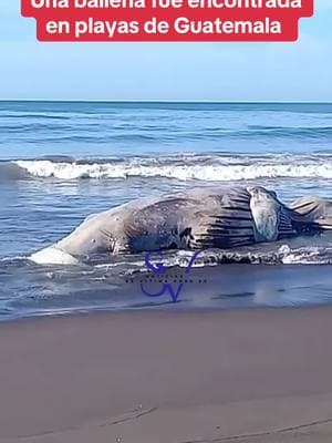 Ballena fue encontrada en playas de Guatemala #ballena #ballenaenelmar #guatemala #fyp 