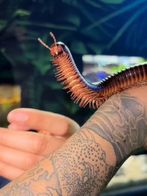 Meet the gentle Giant African Millipede! #insect #insectsoftiktok #millipede #zoo#bugsoftiktok