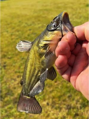 Hawaiian style bullhead #fyp #catchcleanandcook #beardedfisherman #fishing #fish 