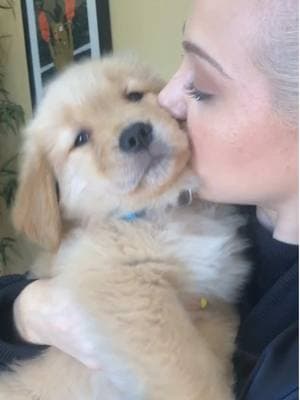 From 8 weeks old 🥹 my favorite boy #dogevolution #doggrowthjourney #dogsoftiktok #goldenretrieverlife #goldensoftiktok #goldenretrieverpuppy #goldenretrieverlife #goldensoftiktok 