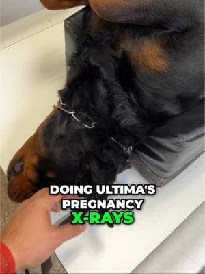 Ultima’s pregnancy X-rays. Beautiful development of her pups. #trkrottweilers #trkdogs #rottweiler #puppies #healthtested #showdog #phoenixaz #quality #rottiepuppy #puppy #consistency #breedstandardsmatter #usa 