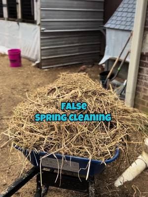 False spring cleaning #chicktok #chickensoftiktok #backyardchickens #falsespring #springcleaning #pine #shavings #pellets #silkies #silkiesoftiktok #fyp 