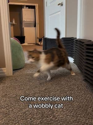 Getting those stomps in 🏃‍♀️  #wobblycat #cerebellarhypoplasiacats #cerebellarhypoplasia #chcat #calicocat #calico #cutecat #catsoftiktok #foryoupage #fyp 