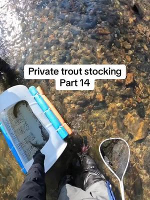 When the video crew says he wants stills, you do what he says! #flyfishing #stockingtrout #troutstocking #flyfishingtrout #flyfisher #rainbowtrout #fishing #rainbowtroutfishing #flyfisher #flyfishdelawhere #fisherman #fishermen #fishingtiktoks #trout #browntrout 