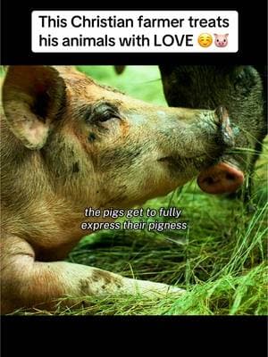 Joe Salatin stars in the new Angel Studios documentary called “The Lunatic Farmer” now streaming! Joel is a Christian and displays that in his care for his animals ✝️ #farmingtiktok #farmers #pigtok #cutepig #farmtok #piggies #farminglife 