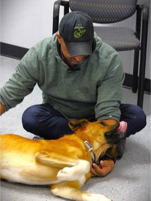 Some bonds are meant to be. 🐾 Today, this Veteran met four incredible dogs, but one stood out—Kevin, a 4-year-old mix with a heart full of loyalty. From the first moment, there was an unspoken connection, a trust that only a service dog and a Veteran can share. Kevin isn’t just a dog—he’s a lifeline. He’ll stand by his side through the tough moments, offer comfort on the hardest days, and help him navigate life with renewed strength. Together, they begin a journey of healing, resilience, and unwavering companionship. Here’s to new beginnings and a bond that will last a lifetime. Thank you to the folks at @hlh_texas for making this possible.  🇺🇸🐶 #BattleBuddy #ServiceDog #VeteranStrong #ptsdveterans #veteranheroes