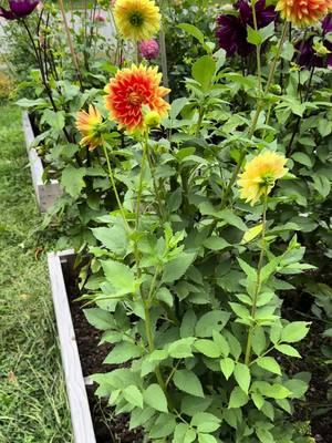 Pulling this video of my dahlia beds from last September out of my drafts, dreaming of gardening and growing flowers as another snow storm heads our way. #dahlias #gardentok #sickofwinter #flowerfarmer #dreamingofsummer 