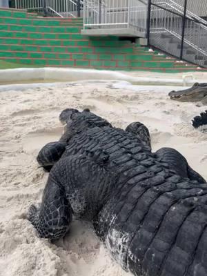 Check out George feeding Snoopy the rescued alligator just a little snack down in the gator pit. 🐊 @danaturedude @livin_up_a_hill #EvergladesHolidayPark #GatorPit #RescuedAlligator #SnoopyTheGator #WildlifeRescue