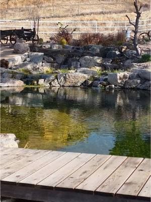 Build me a Swimming Pool that is Unique 😎 From a dirt lot to the perfect lagoon ⚡️ Comment “BOOK” to start your dream project 👇 #landscapedesign #naturalpool #lagoon #outdoorlivingspace #poolside #funinthesun #backyardinspo #swimmingpool