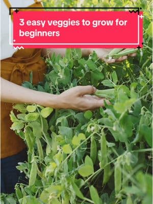 3 Easy Veggies to Grow for Beginners 💚🌱 Peas 🫛 • Direct sow in the garden as soon as your soil can be worked and is at least 45°F. • Harvest frequently to keep plants producing. Lettuce 🥬 • Direct sow in the garden as soon as your soil is at least 40°F or start indoors 4-6 weeks before anticipated transplant. • Consistent, even watering is important for best results. Carrots 🥕 • Direct sow in the garden as soon as your soil is at least 45°F. • Carrots perform best in deeply worked, well-composted, loose soil. #territorialseedcompany #sowingseeds #homegarden #seeds 