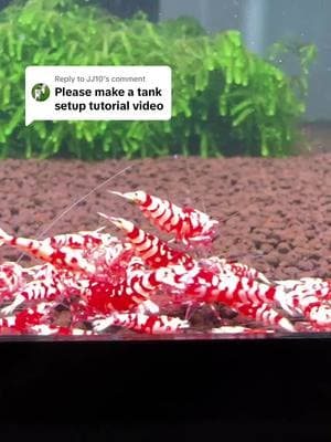 Replying to @JJ10 Less is more sometimes. Keep it simple. #aquarium #shrimptok #shrimptank #mariosshrimptanks 