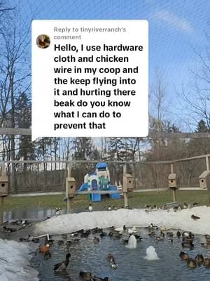 Replying to @tinyriverranch #warehousefarms #SmallBusiness #fyp #foryou #waterfowl #gamefowl #peafowl #farmlife #duck #aviary #ohio #doingwhatilove #mandarinduck #pen #myopinion #maplesyrup #sapseason #maplesyrupseason #outsideeveryday #farmtok 