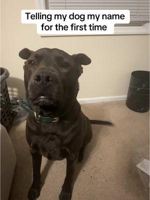 He didn’t know my name, but he knew I was wasting his time #tellingmydogmyname #funny #pets #dogsoftiktok 