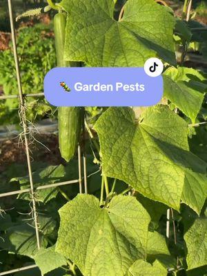 Caterpillars can be devestating to your garden. Fortunately, there’s an easy way to kill them naturally and organically that really works.  Let’s not forget about prevention as well for next season with companion planting such as trap plants, encouraging beneficial insects, rotating plant families, and removing debris from your garden at the end of each season.  #growingtomatoes #growingcucumbers #growingmelons #growingsquash #growingcucumbers #naturalpestcontrol #naturalgardening #organicgardening #gardenpests #bt #gardening #pickleworms 